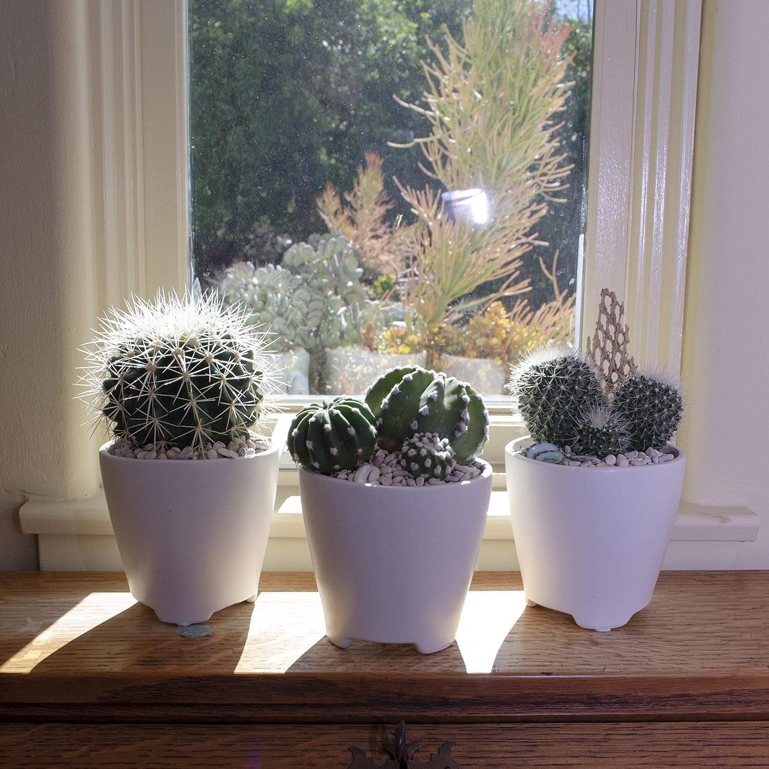 Altman Plants, Assorted Cactus Plants Live Succulents (8 Pack), Live Cactus Plan
