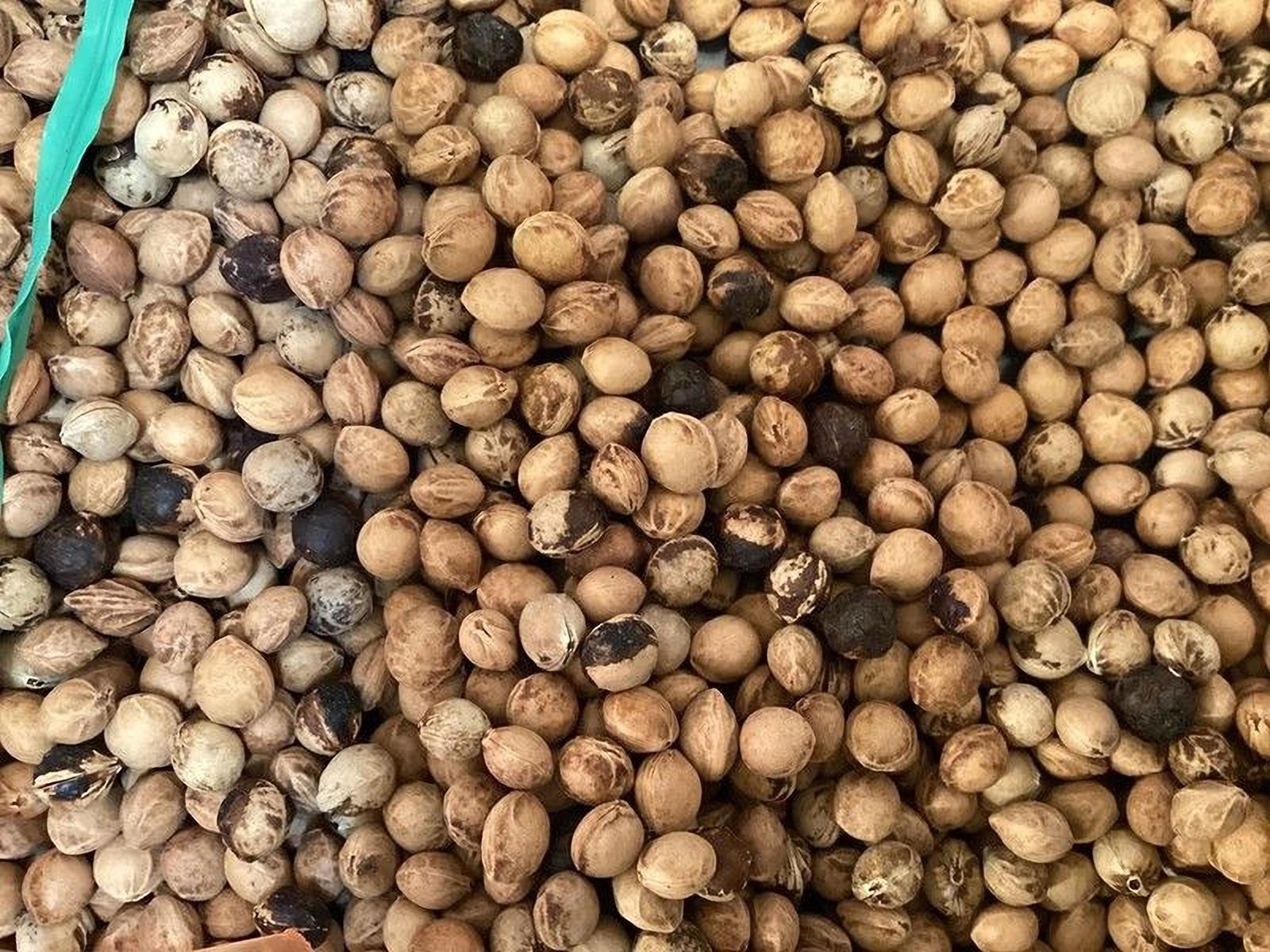 Black Cherry Tree Seeds (Prunus Serotina )