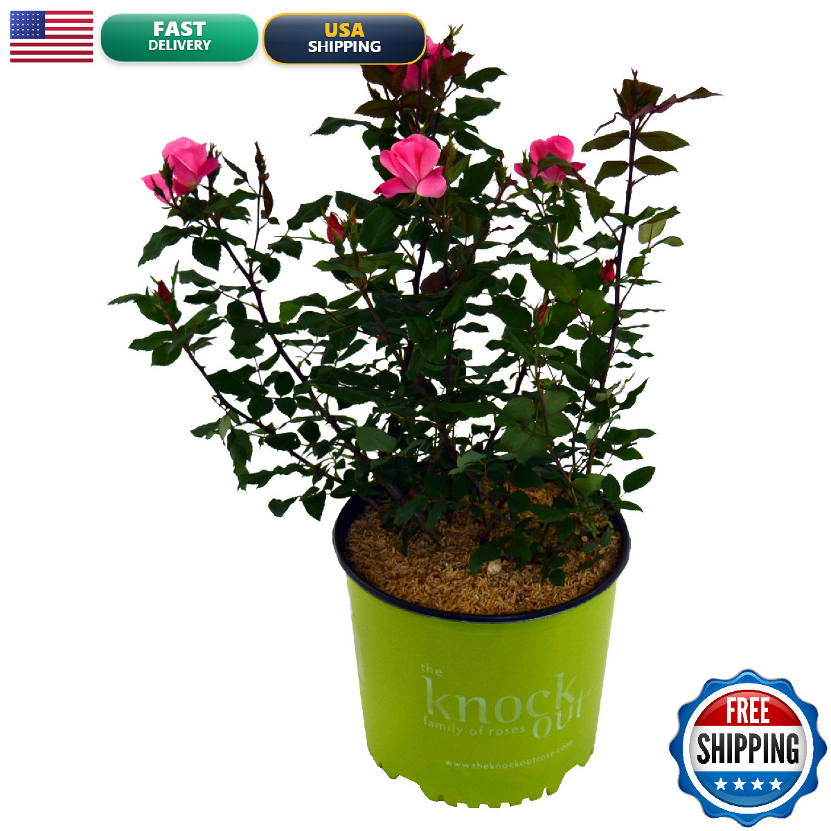 Green Promise Farms Rosa Knock Out Reblooming Rose 3 Size Container Pink Flower