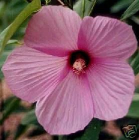 Hibiscus lasiocarpus ROSE MALLOW Seeds!