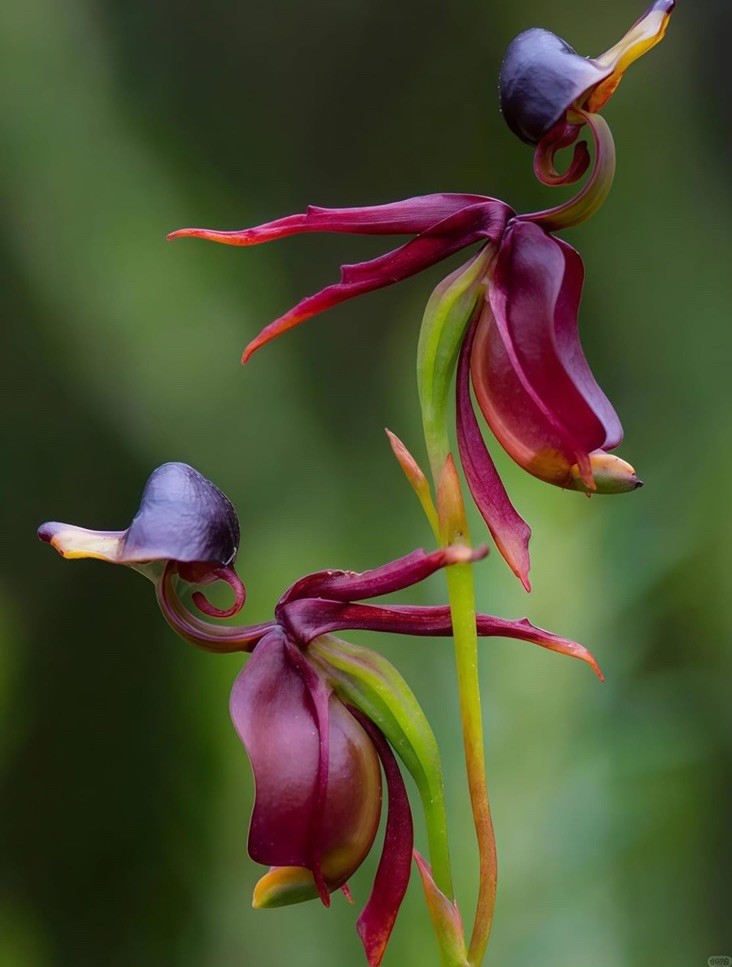 Flying Duck Orchid, 105 Seeds, Rare Exotic Flower