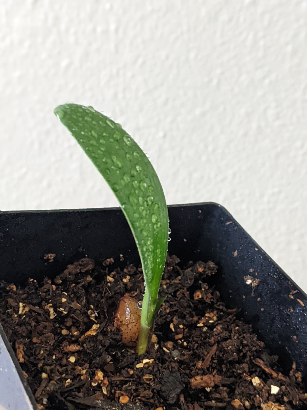 Clivia Seedling ~ Rudo Lotters Peach/Pink, Self-pollination, FREE Shipping