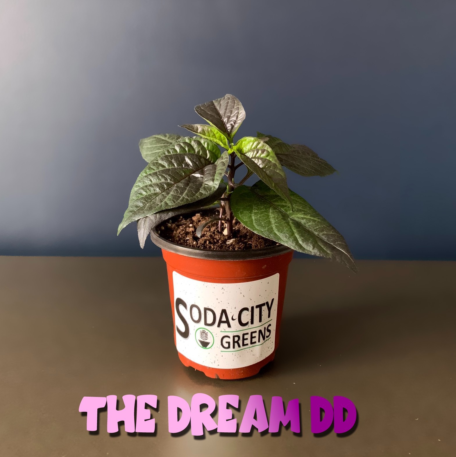 Dream DD Pepper Seeds