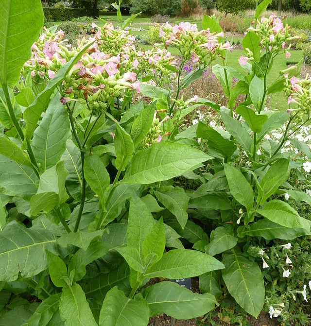 2,000 PERIQUE TOBACCO Seeds *FREE Shipping!* Nicotiana tabacum, Oriental Tobacco