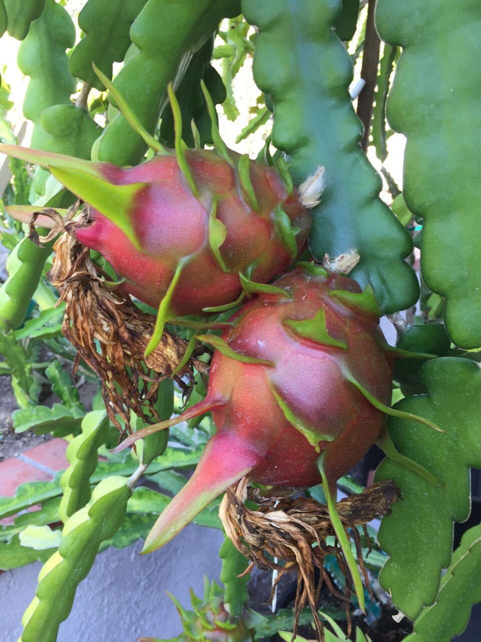 Red Dragon Fruit 2 Cutting 9-14″. Purple Haze