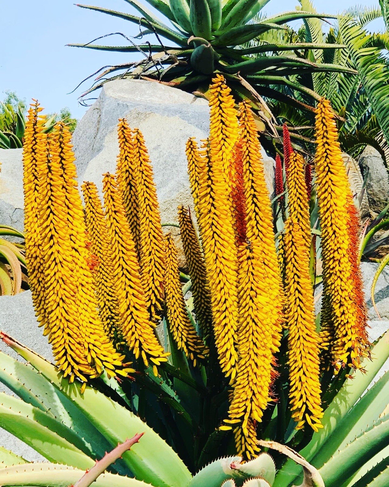 Yellow Flower Aloe ferox (Cape Aloe ) -Live Plant / Succulent Agave Rare Aloes