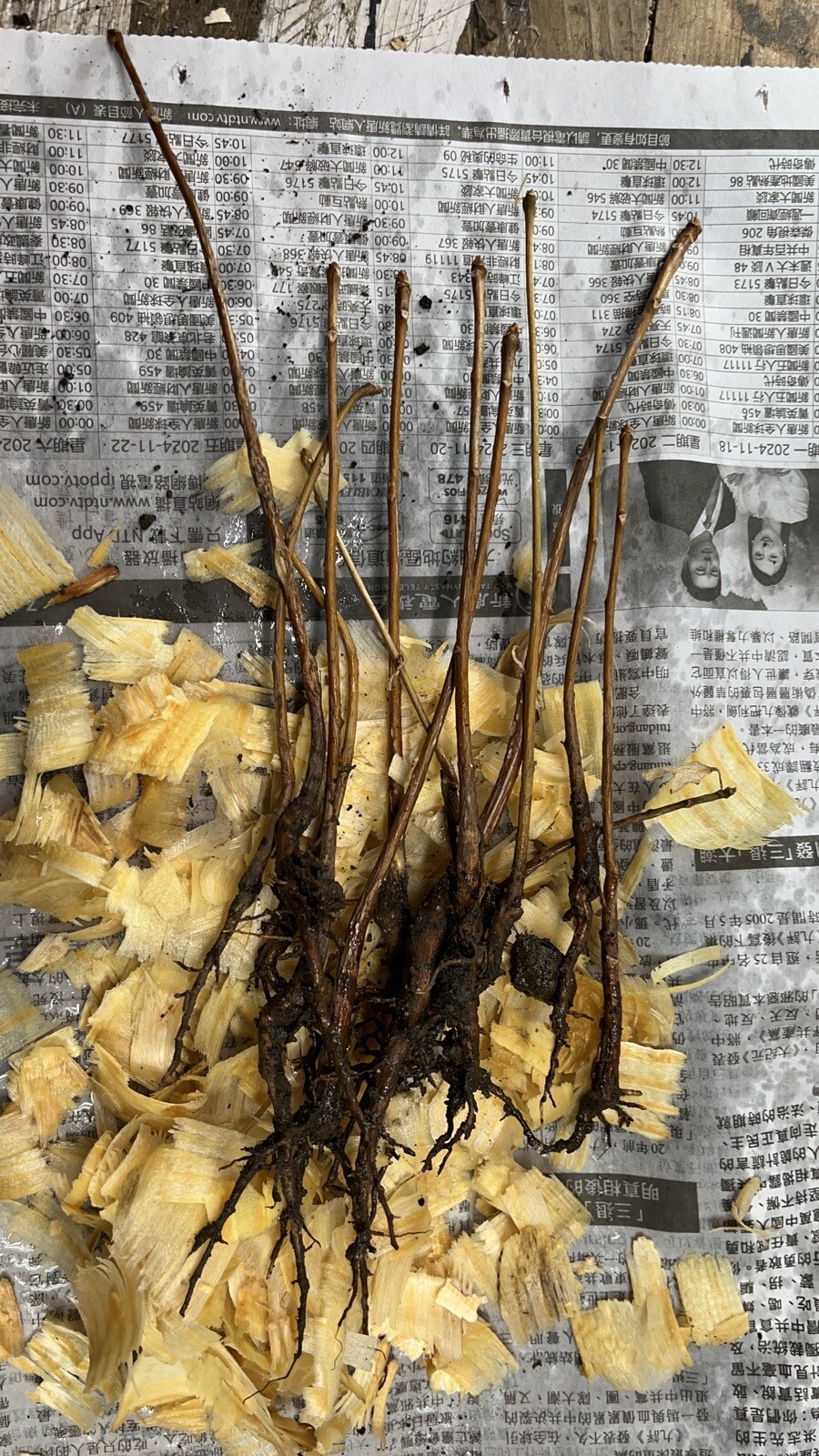 3 Ginkgo Biloba seedlings 1 y.o. plants, oldest tree in the world. Split leaf.