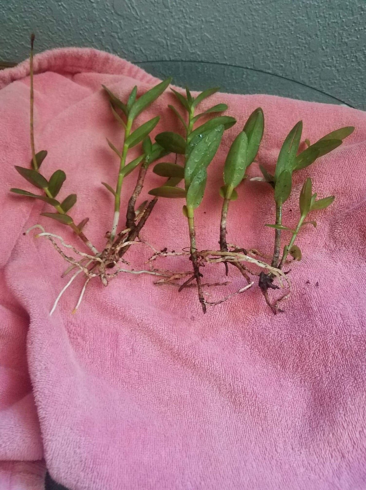 Epidemdrum plants