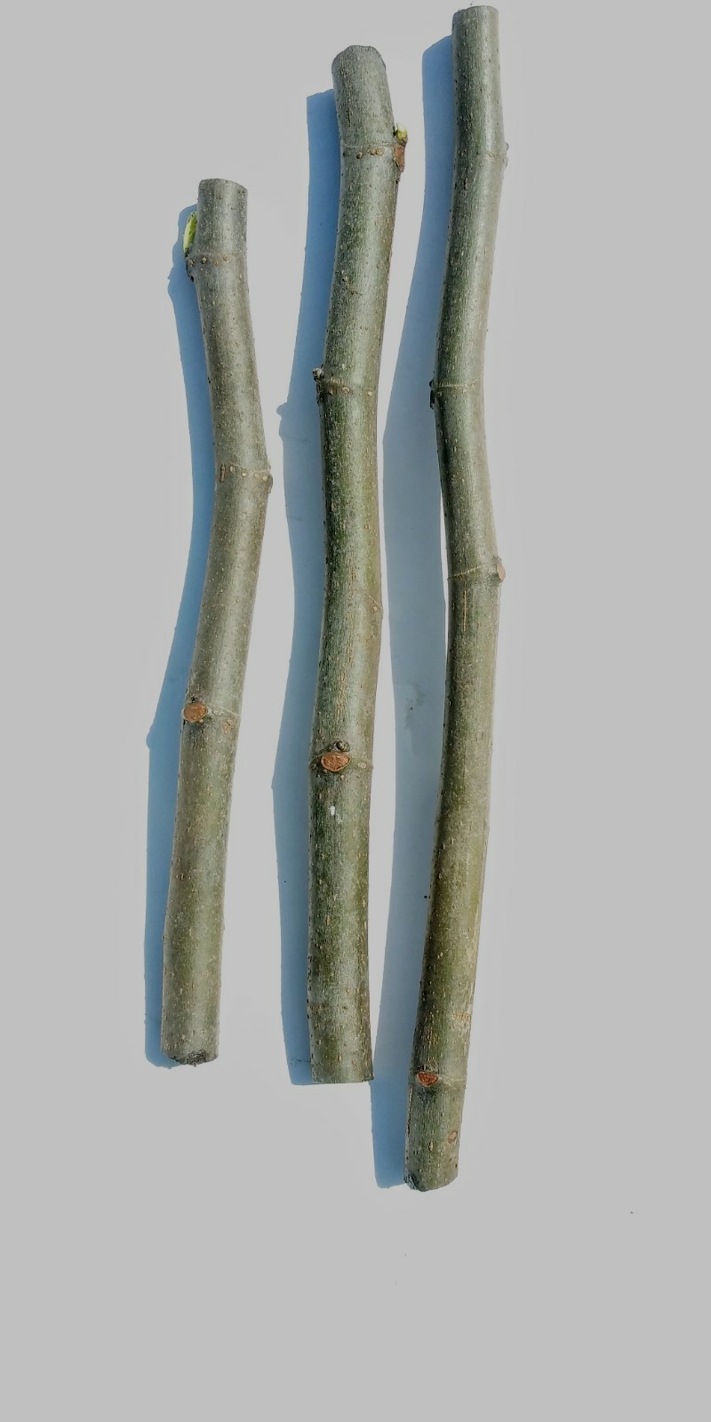 WHITE MADEIRA FIG Cuttings -Unrooted Bundle of 3