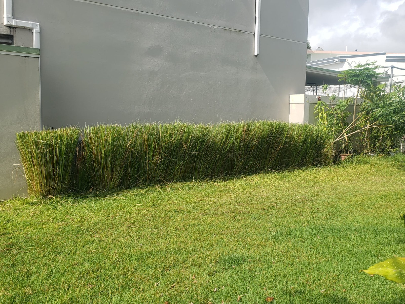 Vetiver live plant for EROSION CONTROL & Ornamental use