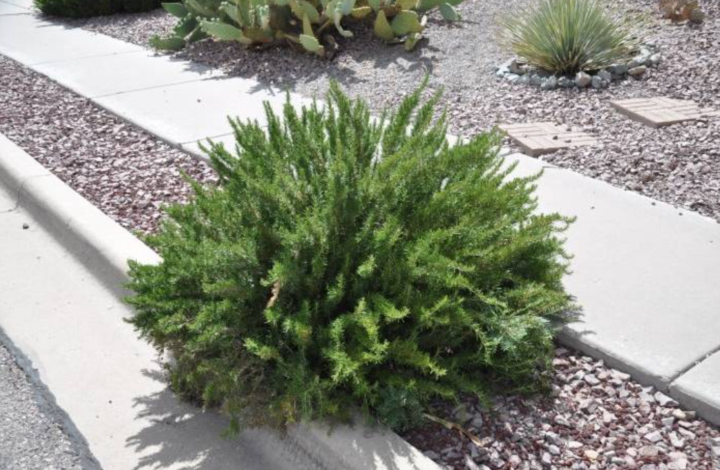 Set of 4 Live ARP Rosemary Plants – 2–5” Tall – No Pot – Culinary Herb