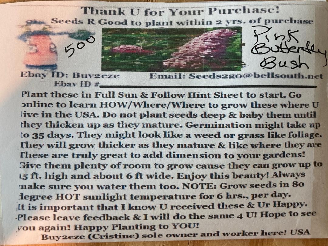 500 + Seeds Pretty n’ PINK Butterfly Budhelia Bush Perennial USA Seller