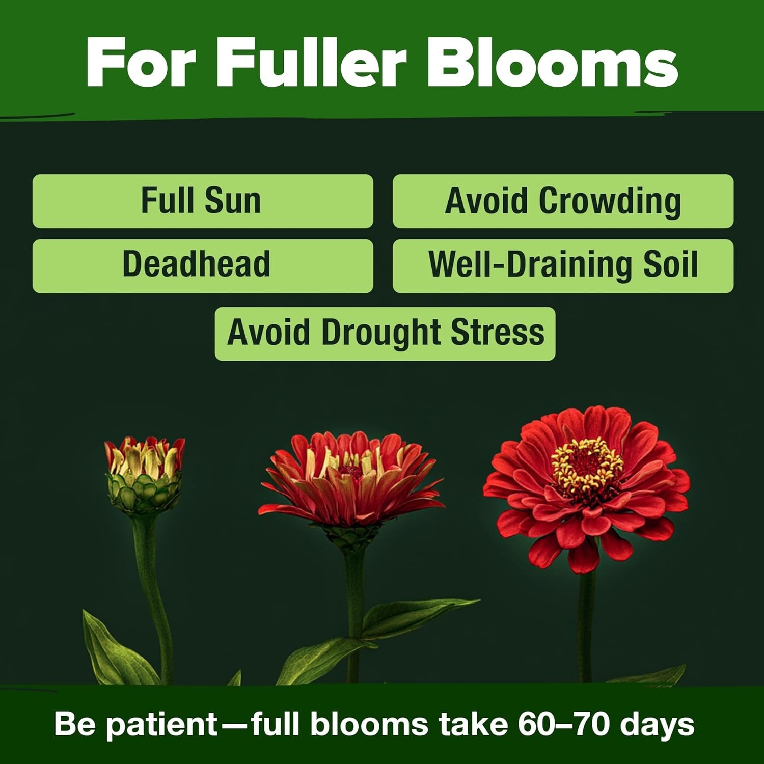 Garden-Ready Zinnia Dahlia Flower Seeds – Attract Pollinators & Bloom All Summer