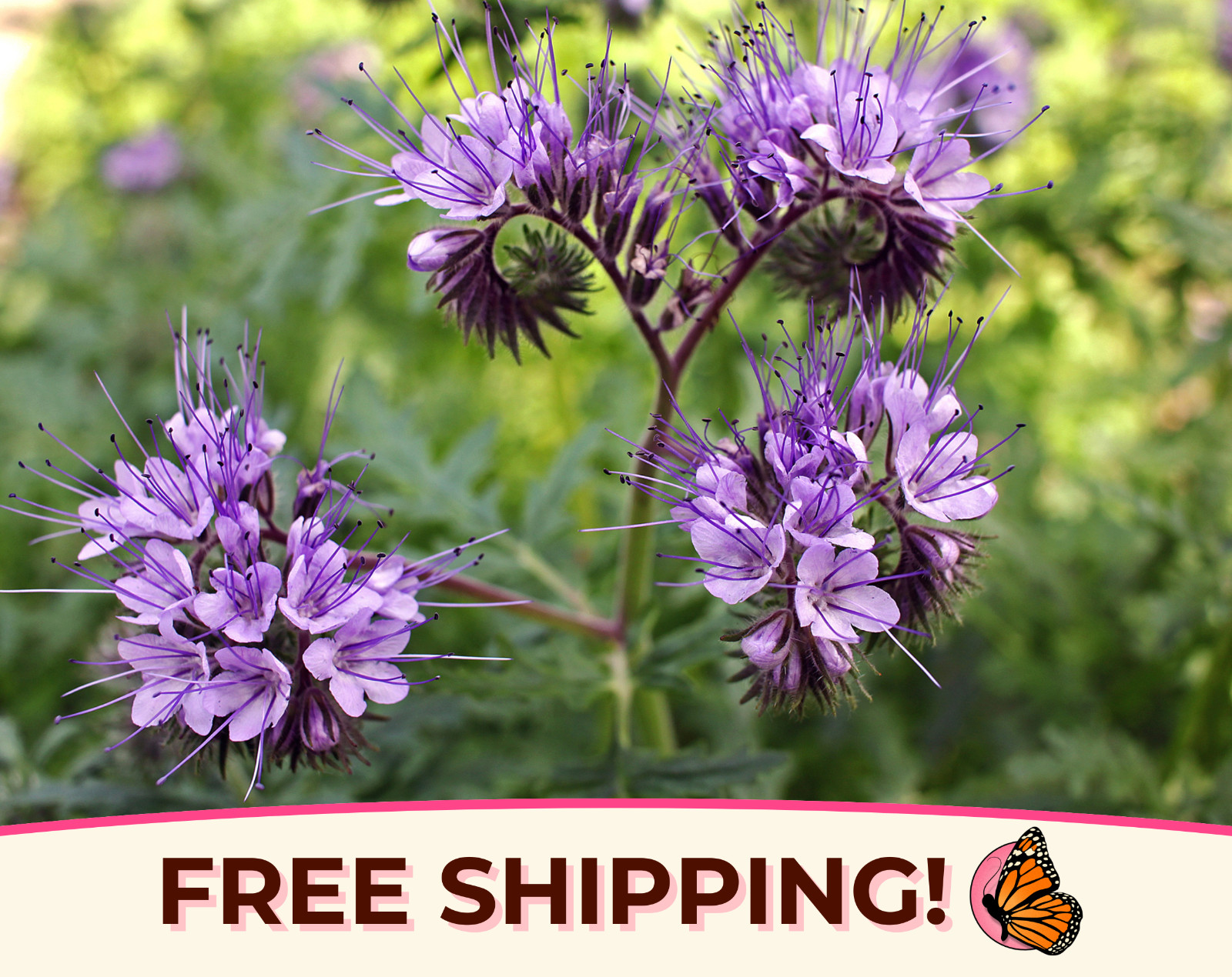 4200+ Lacy Phacelia Seeds | Native Wildflowers Gardening, Phacelia tanacetifolia