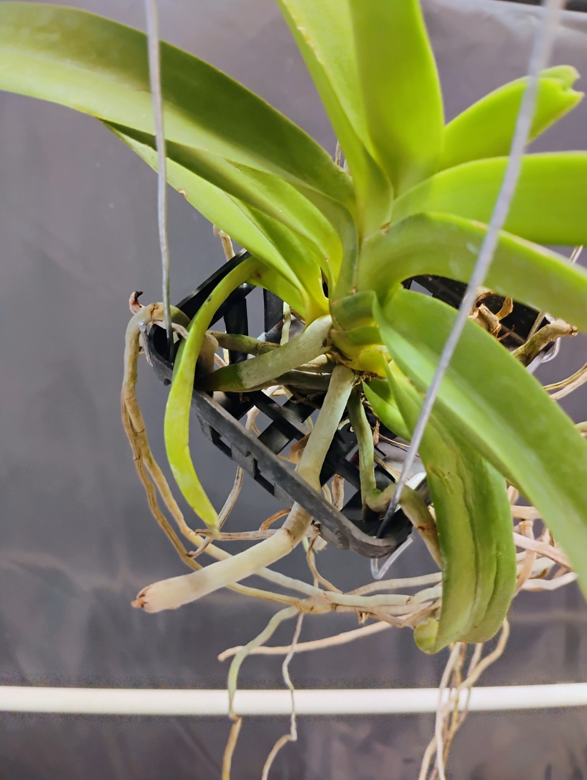 Vanda Orchid (Fragrant) – Kouishiro Ika