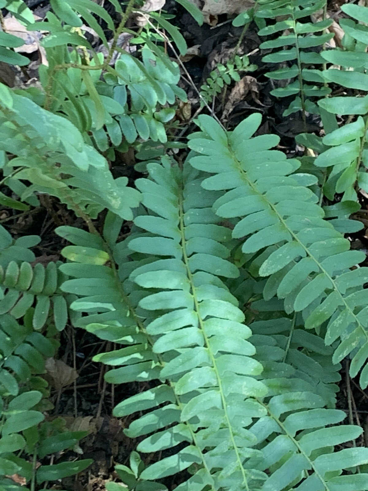 Huge Lush Christmas Fern! Live Ready To Plant!Year Round Green! SpringFiddlehds