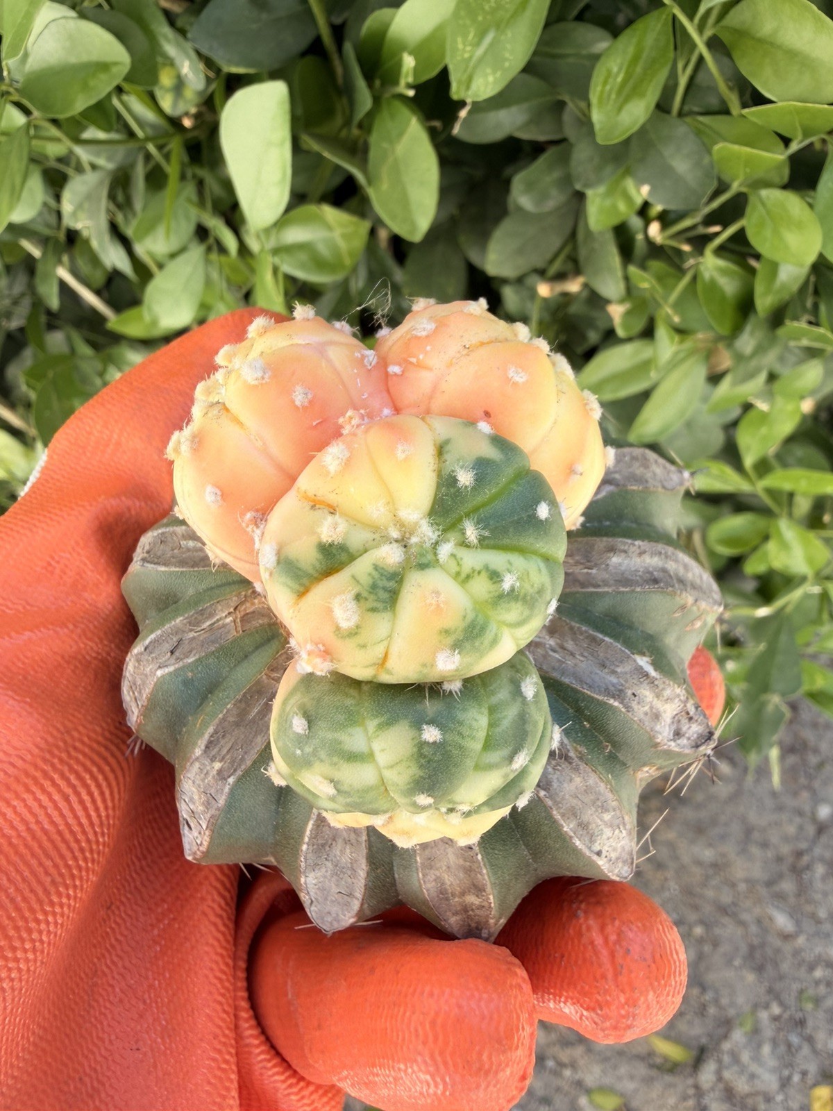 Rare Cactus Variegated Grafted