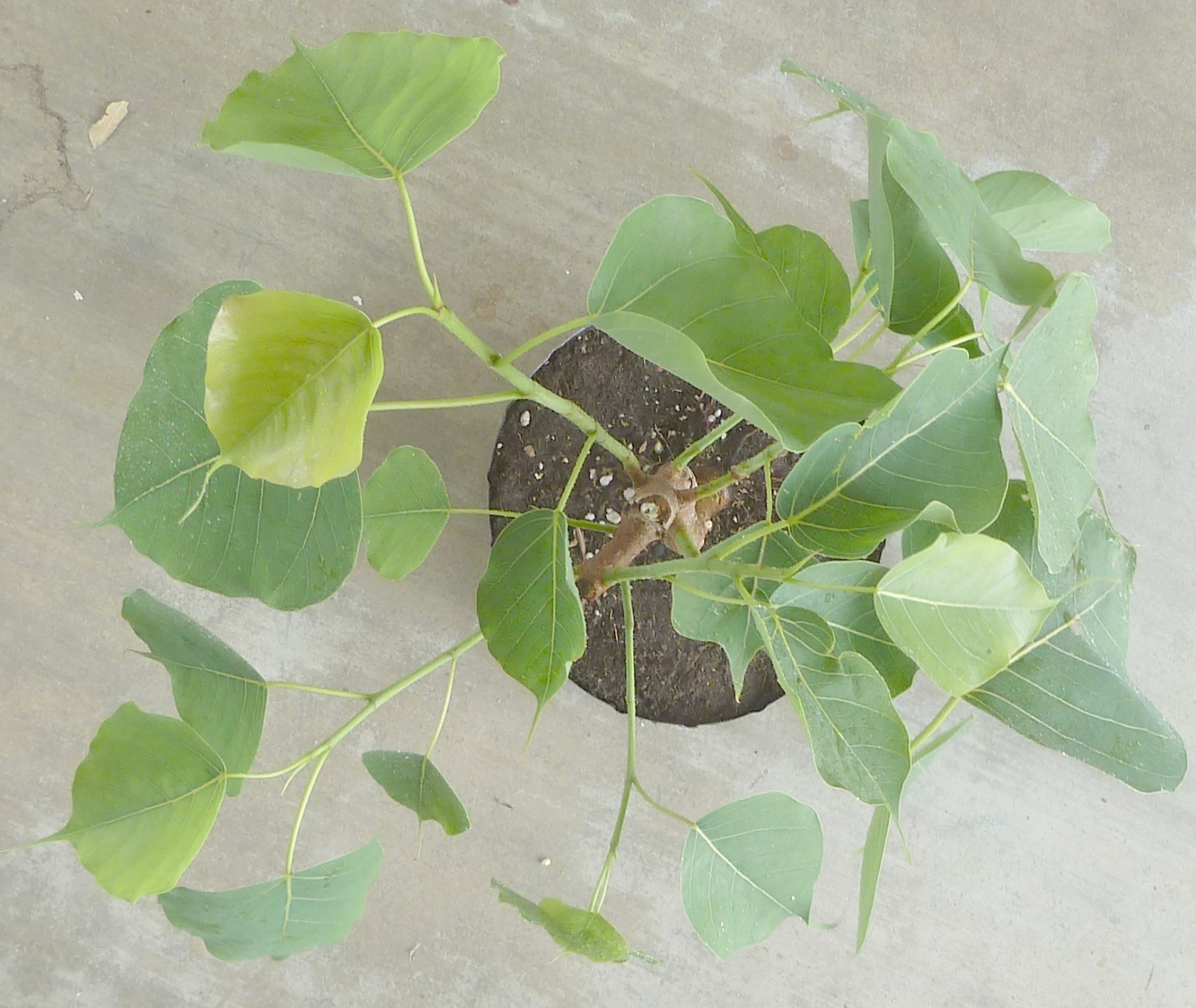 Sacred Fig Bodhi Tree Ficus Religiosa Pre Bonsai Dwarf Big Fat Trunk