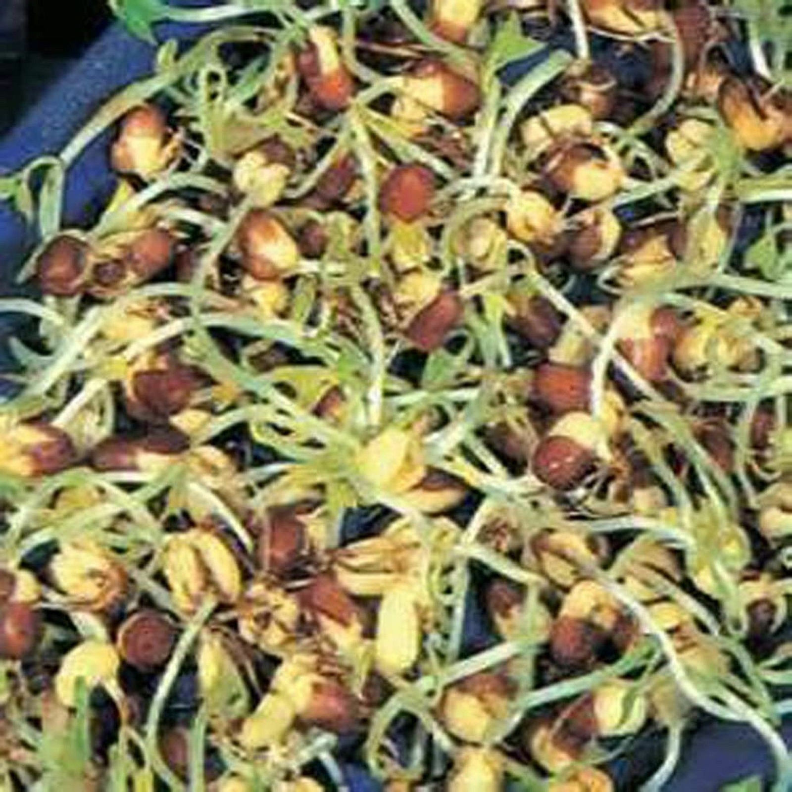 Peyton’s protein mix seeds for sprouting microgreens “Cool Beans N Sprouts”.