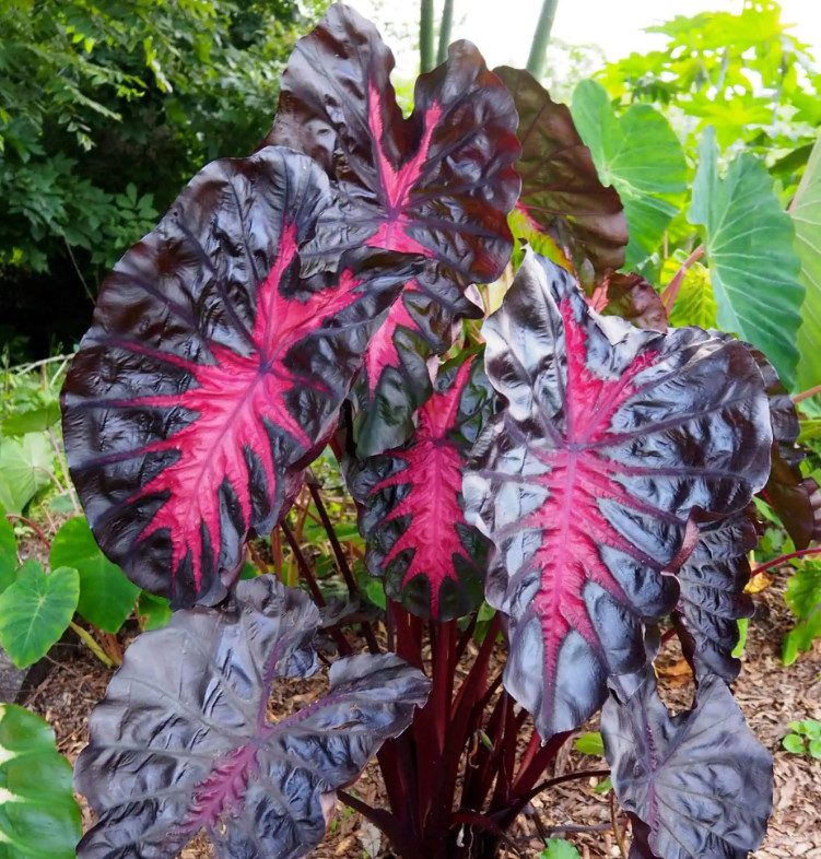 Colocasia Redemption Plant – 5-10″ Tal – Dark Red Elephant Ear Tropical Plant
