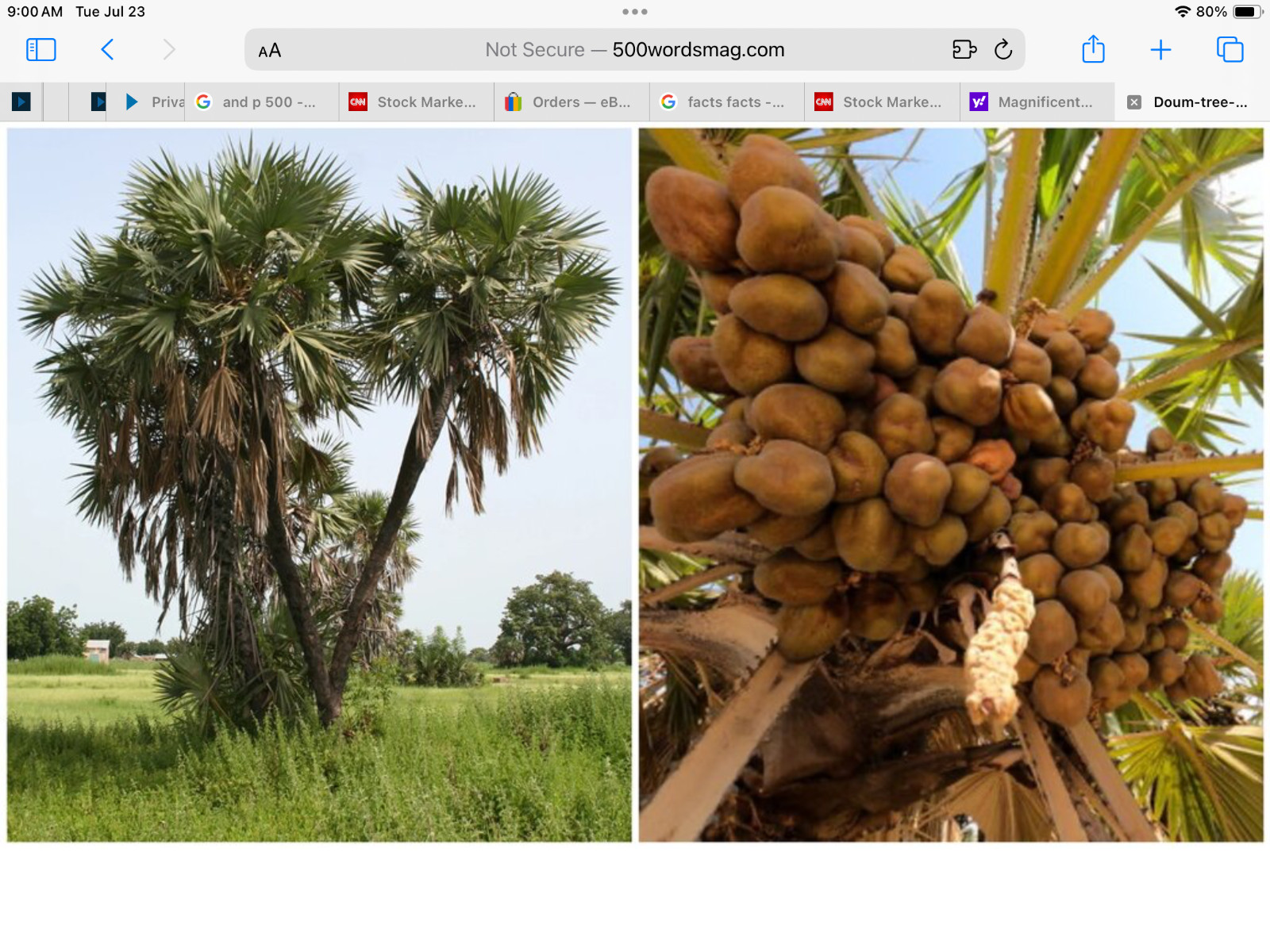 *1 seed*HYPHANE THEBAICA***DOUM PALM***FREE SHIPPING***