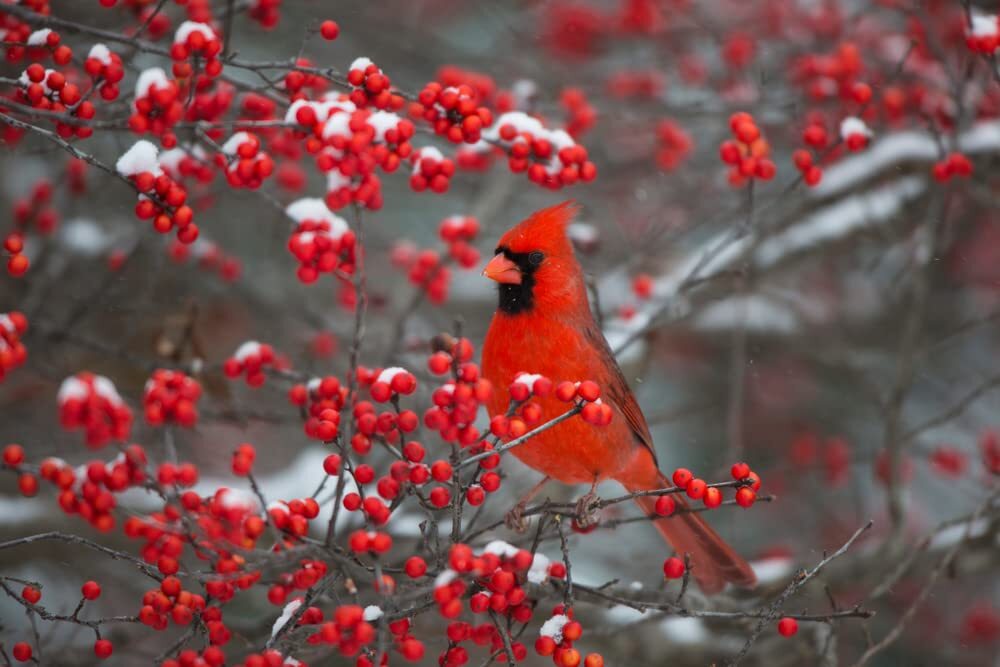 50 Winterberry Bush Seeds for Planting – Ilex verticillata – Essential Winter
