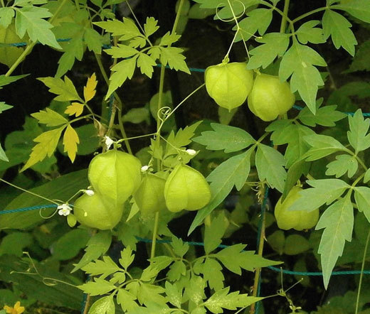 BALLOON VINE Cardiospermum Halicacabum – 10 Seeds