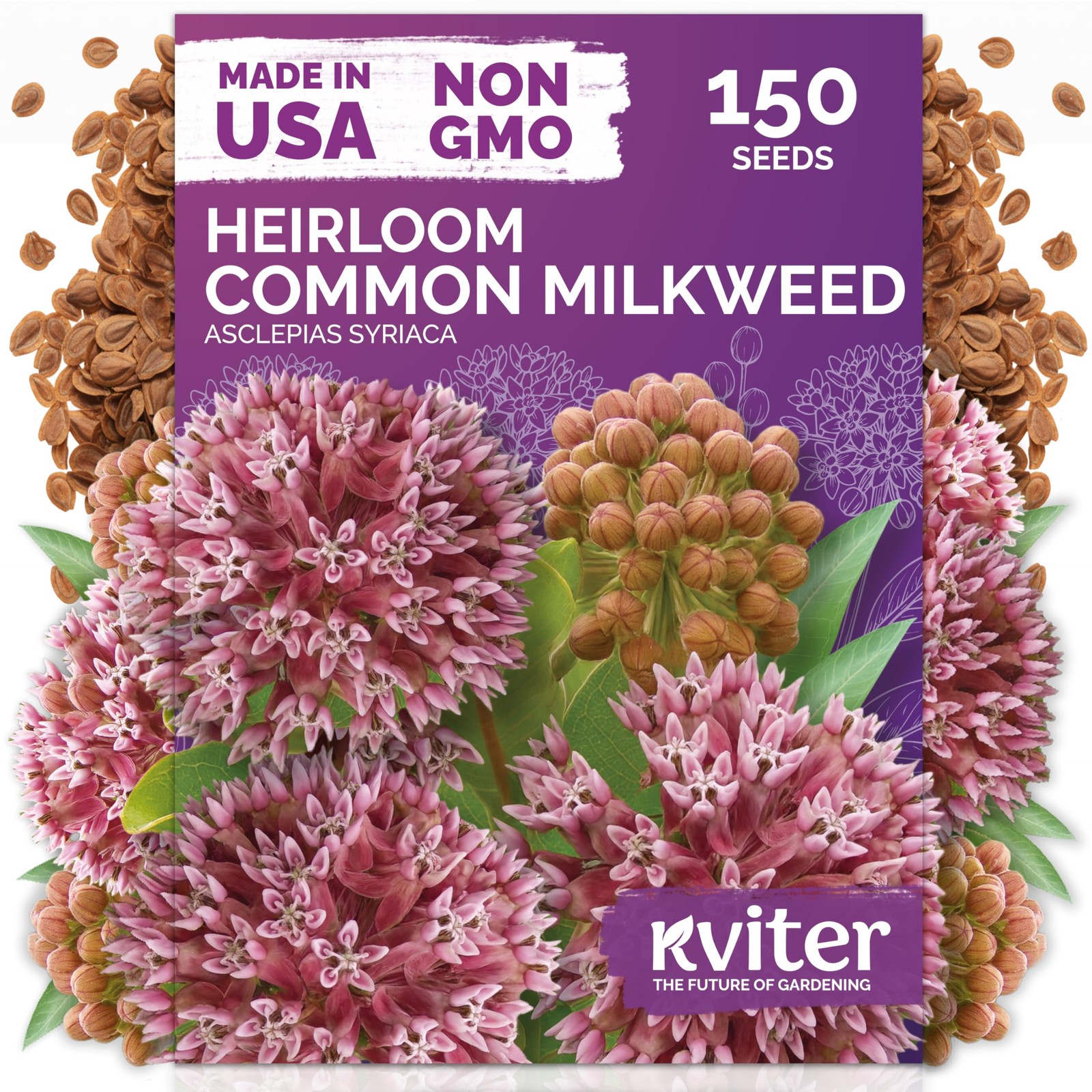 KVITER 150 Common Milkweed Seeds (Asclepias Syriaca)
