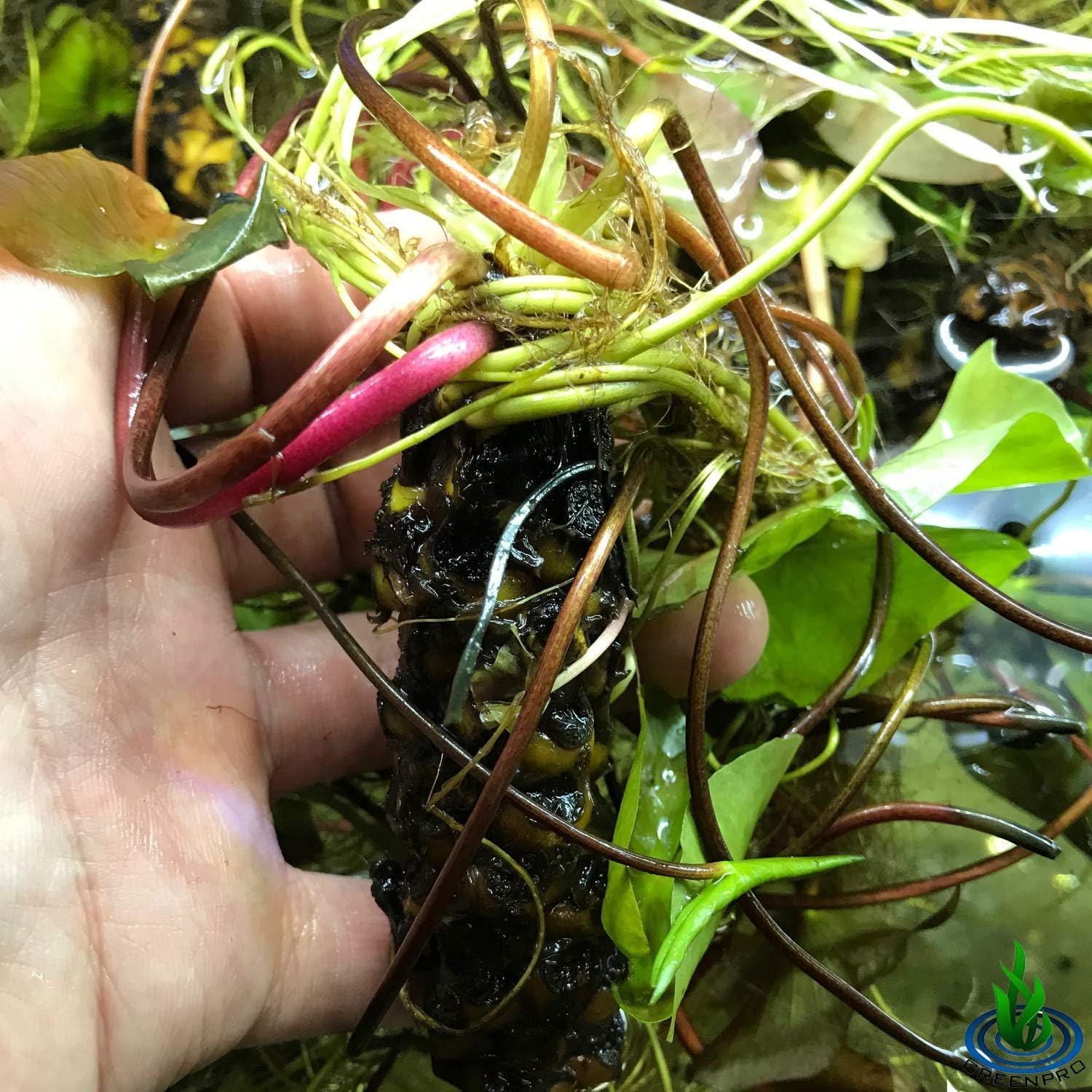 Pre-Grown Hardy Water Lily Tuber (Top 4 IWGS Award) Aquatic Pond Plant Garden As