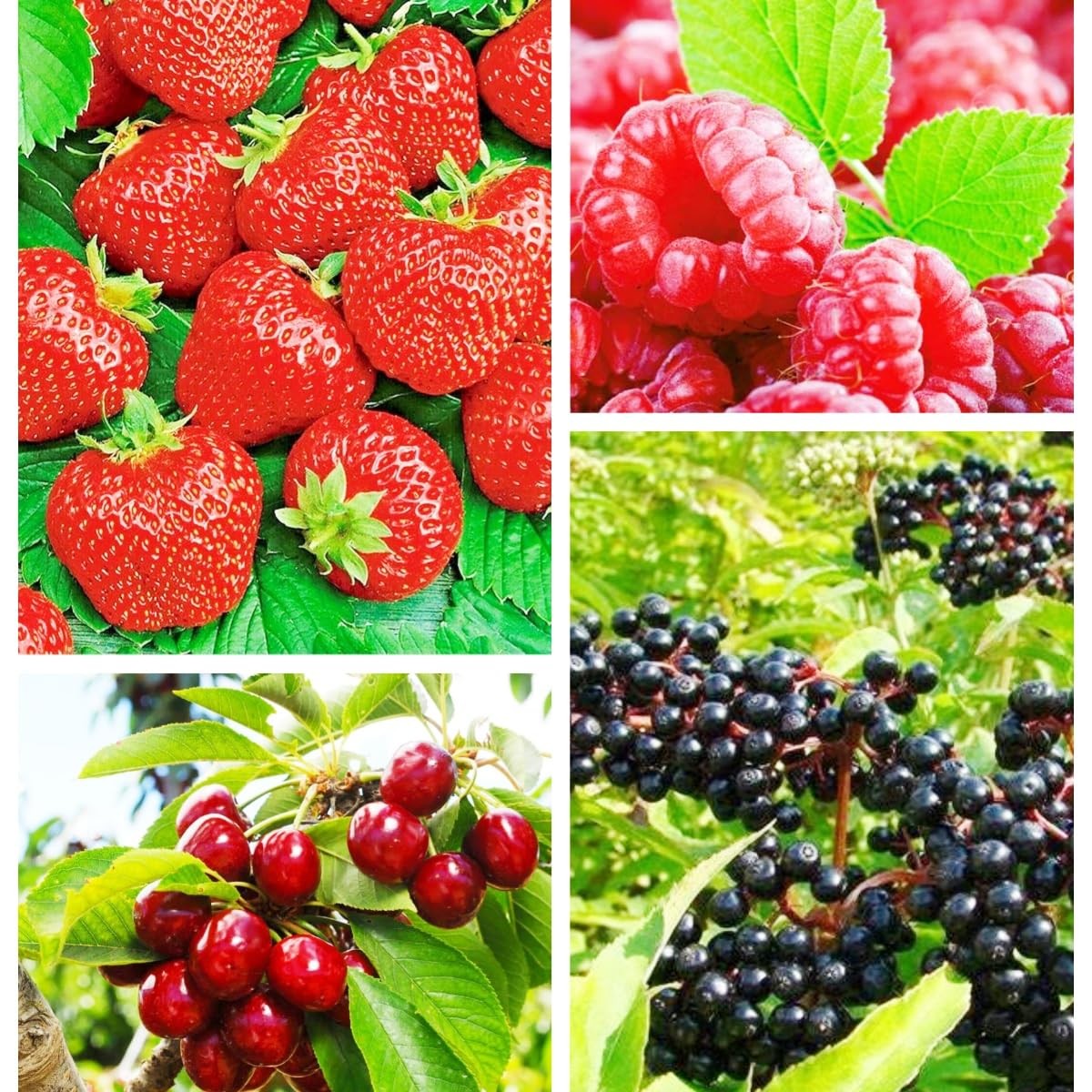 Berry Seeds Variety Pack, 310 Total, Non-GMO Strawberry, Mixed