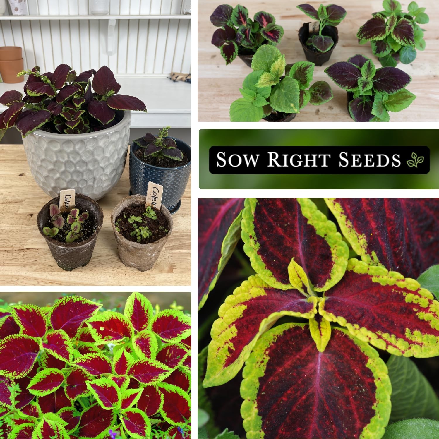 Sow Right Seeds – Rainbow Coleus for Planting 1 Standard Packet, mix