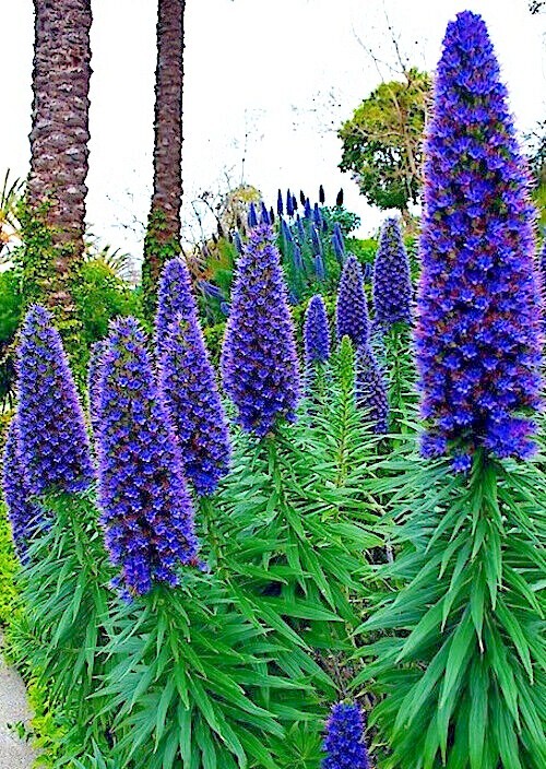 PRIDE OF MADEIRA Flower Seeds Echium fastuosum Blue Tower of Jewels Garden Plant