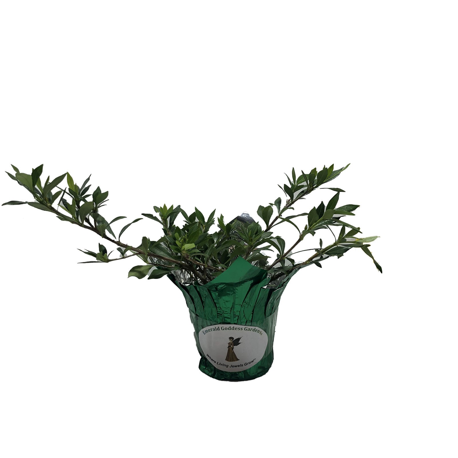 DWARF RADICANS Miniature Gardenia Live Plant Low Grower Fragrant White Flower