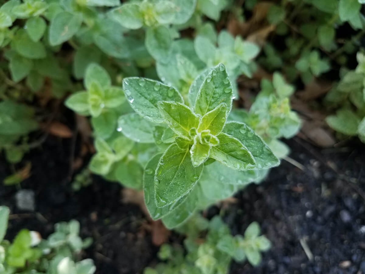 Organic Oregano-Origanum vulgare-NON GMO-Herb-Live Starter Plant-FREE SHIPPING!!