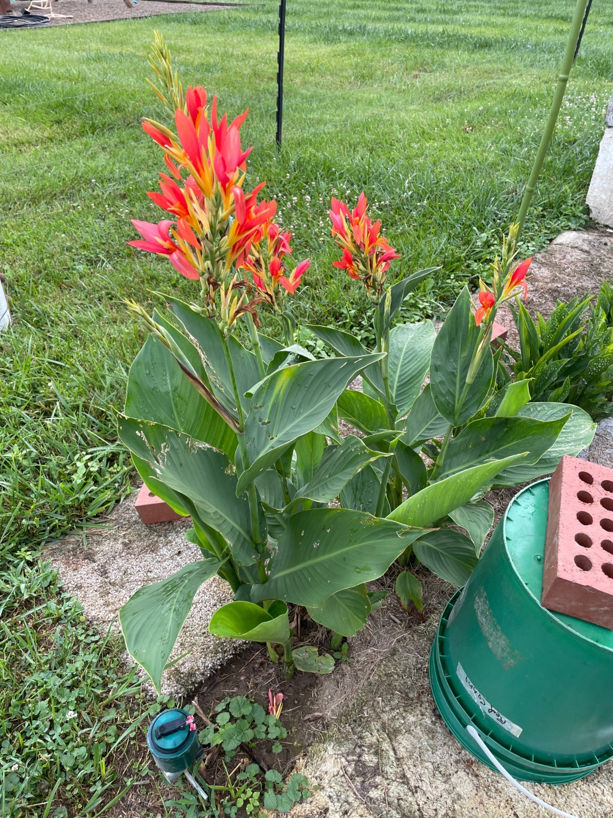 Orange Canna Lilies seeds, Free shipping