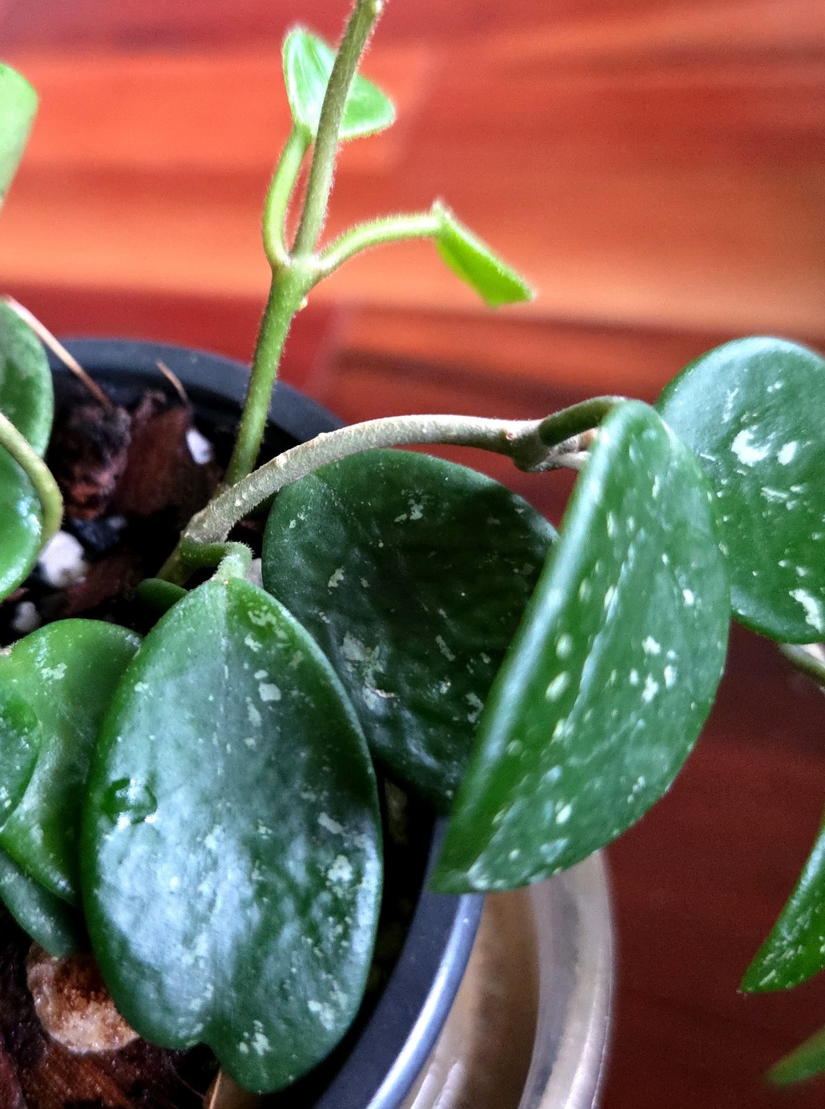 RARE Hoya Splashy Carnosa X Serpens 11″ Long No Monstera Philodendron Anthurium