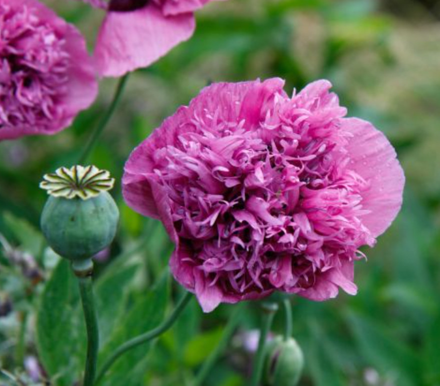 Poppy VIOLETTA BLUSH Pink/Purple LARGE BLOOMS TALL Pollinators NonGMO 1000 Seeds