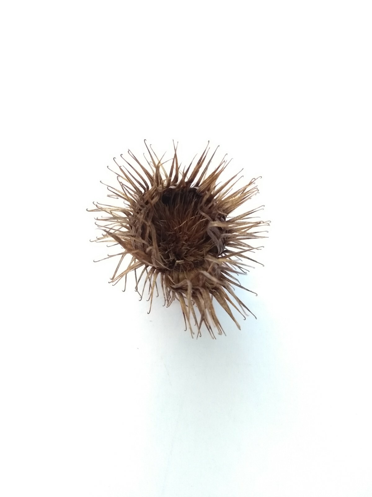 25 Large Burdock Arctium Lappa Plant Seeds Vegetable Japanese Garden