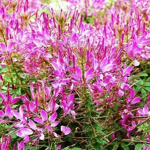 100+ Cleome Spider Plant Seeds, Fresh, Ready for Planting. Free Shipping USA