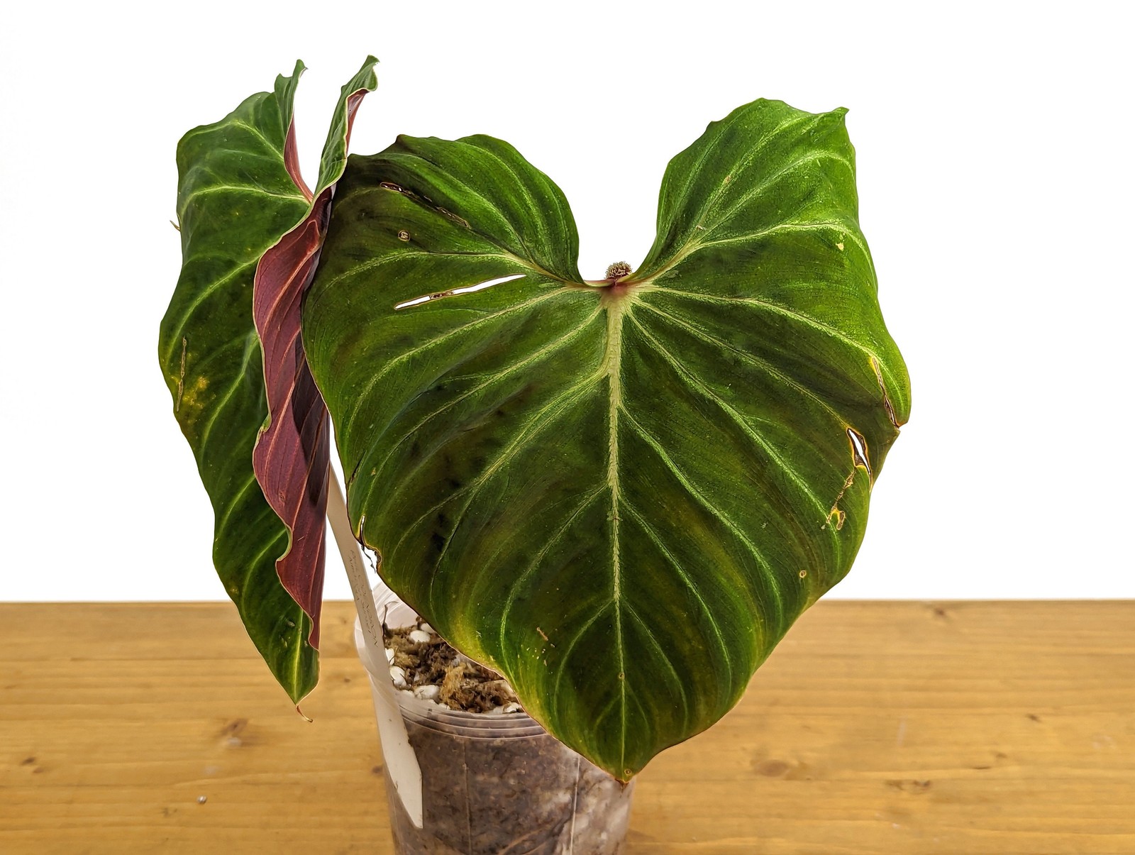 Philodendron Verrucosum ‘Amazon Sunset’ Deep Vibrant Red Backed Velvety Soft