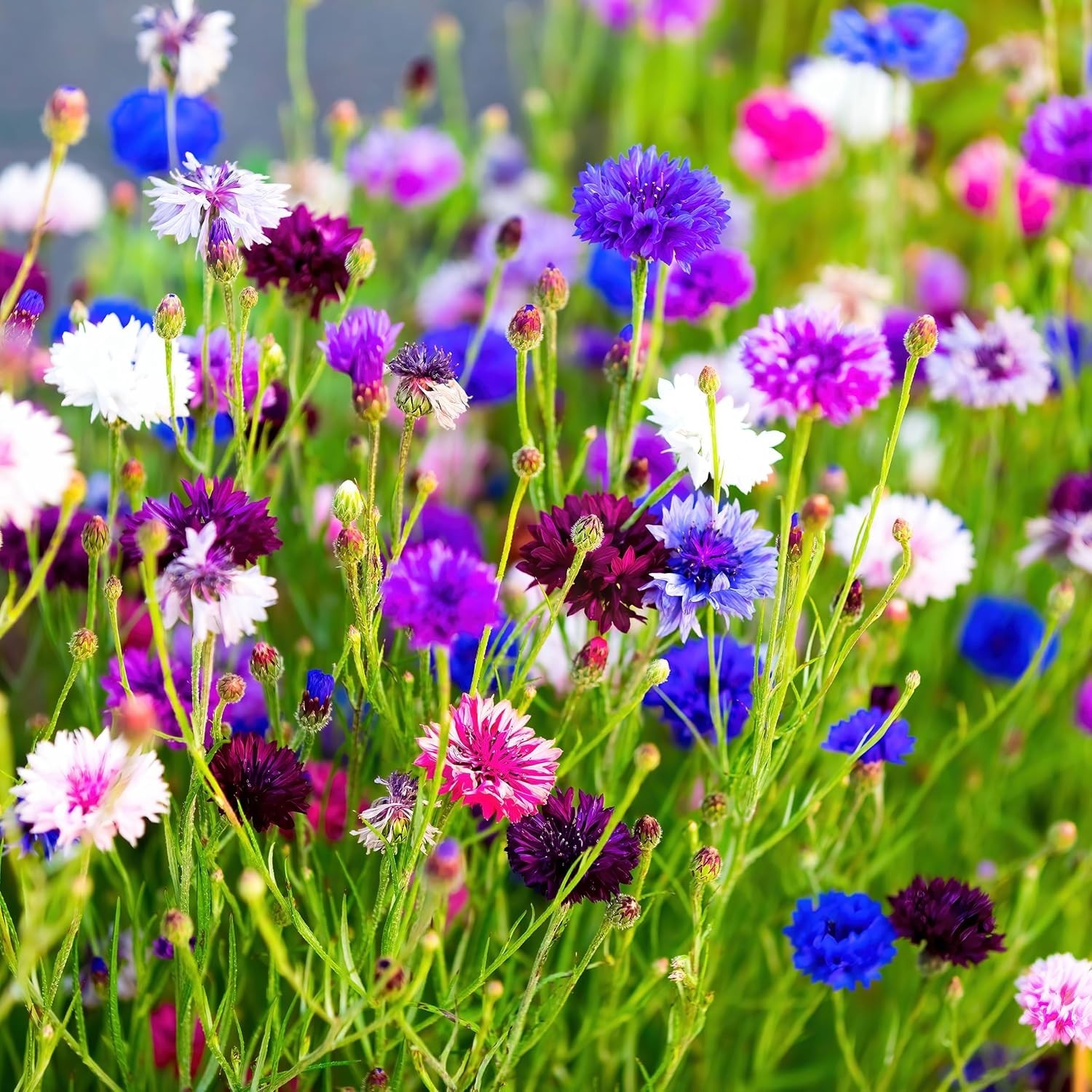 Bachelors Buttons Seeds – 500 Non-GMO Flower Seeds for Vibrant Blooms
