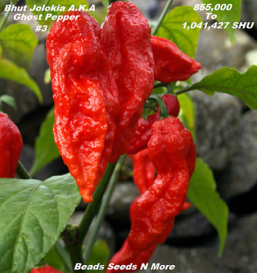 “COMBO PACK 2 KINGS Carolina Reaper HB22a – Ghost Pepper 80+ Seeds