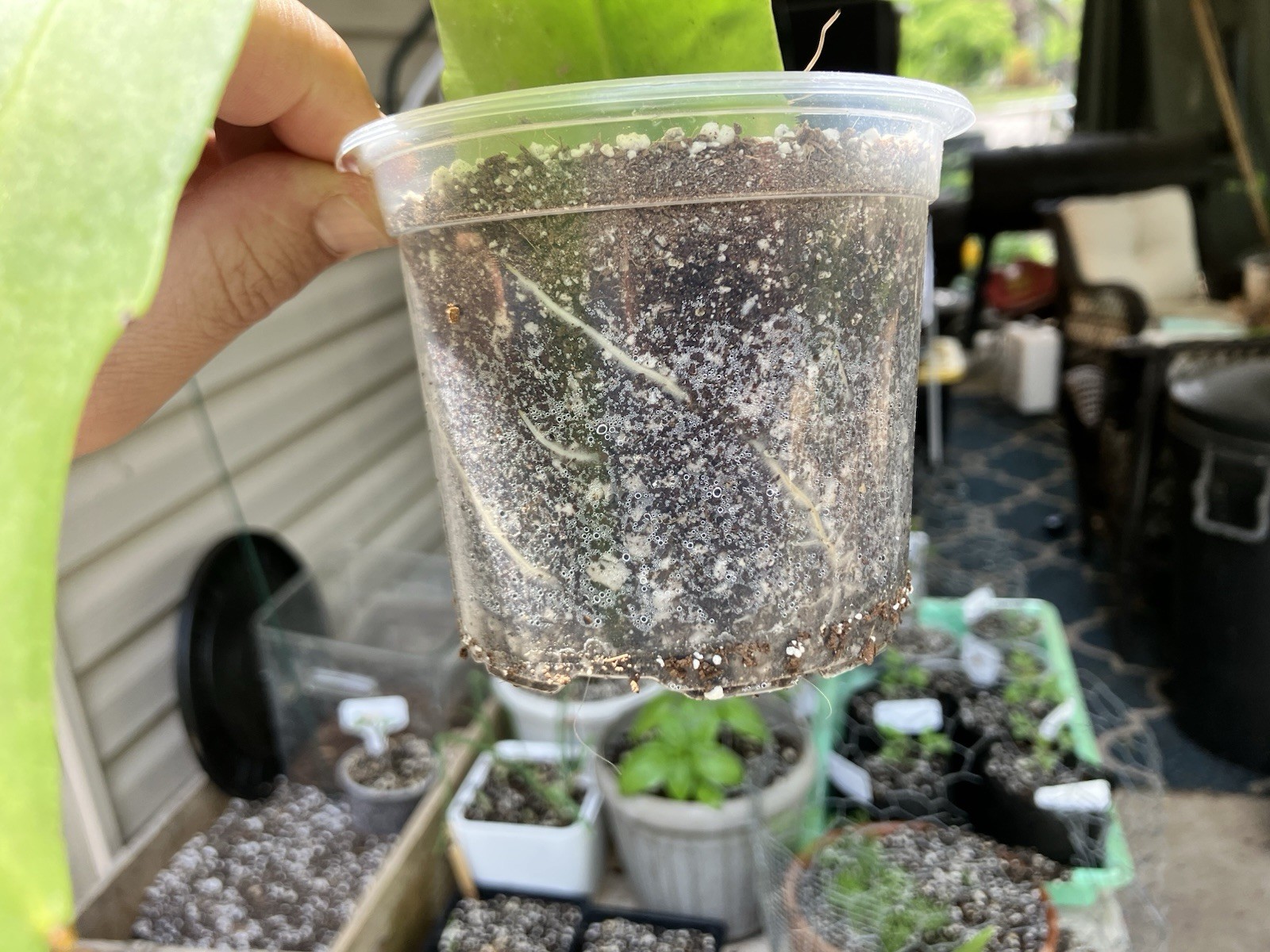 Rooted Epiphyllum Oxypetalum- Queen of the Night Cactus Starters- 320mL(3”)Pots