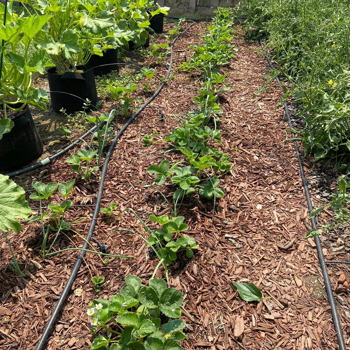6XL Strawberry Plants “Ozark Beauty” Everbearing(Pack of 6XL Bare Root) Zone 4-9
