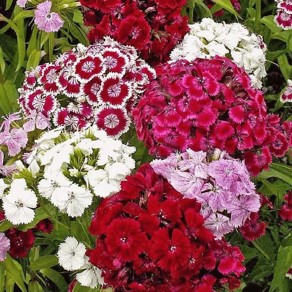 200+ SWEET WILLIAM SEEDS – DIANTHUS – PERENNIAL – Mixed Colors – Fragrant