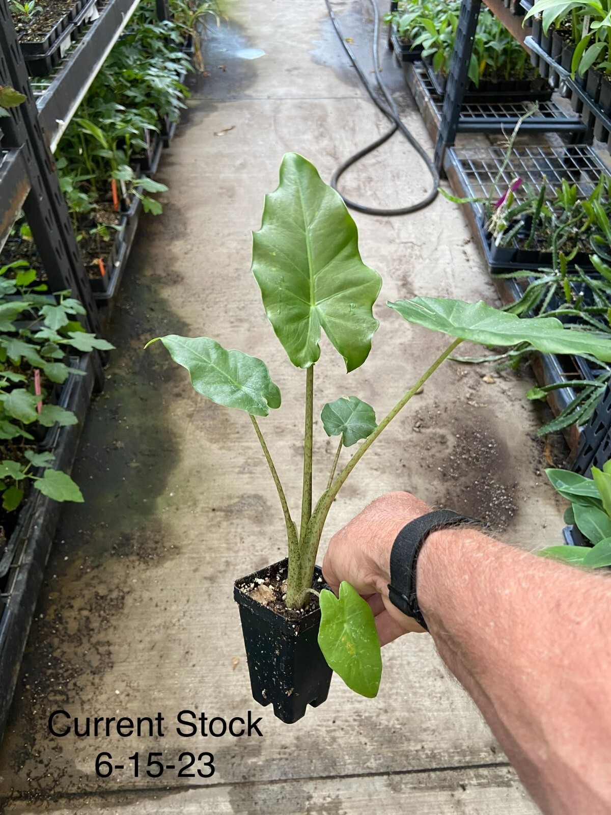 Alocasia – ‘Portora’ – Elephant Ear Indoor/Outdoor Tropical Plant – Cold Hardy