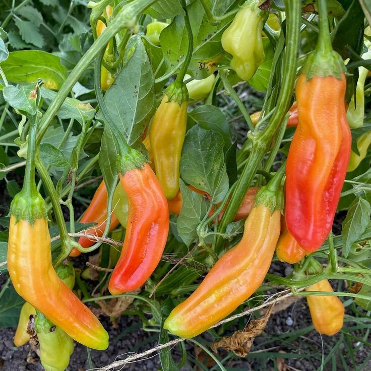 Peruvian Aji Orange Pepper seeds (15) / ORGANIC / FLORIDA GROWN / RARE