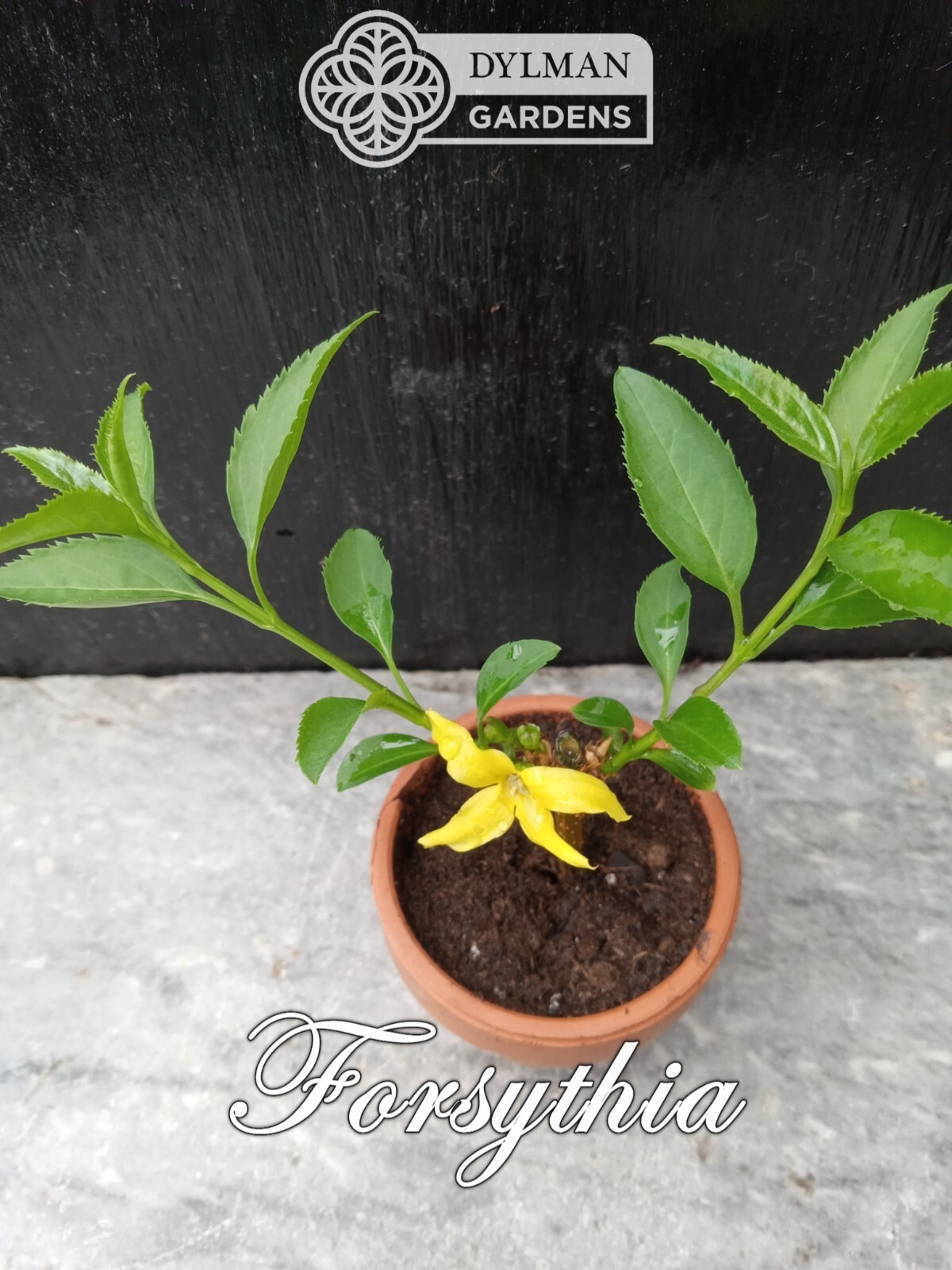 Forsythia Plant (Forsythia x intermedia) – Yellow Spring Blooms – Multiple Sizes