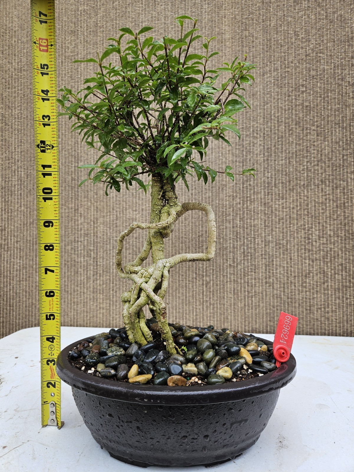 Old Barbados Cherry ( Malpighia Glabra-Hồng ngọc mai ) Bonsai Tree,,,sale