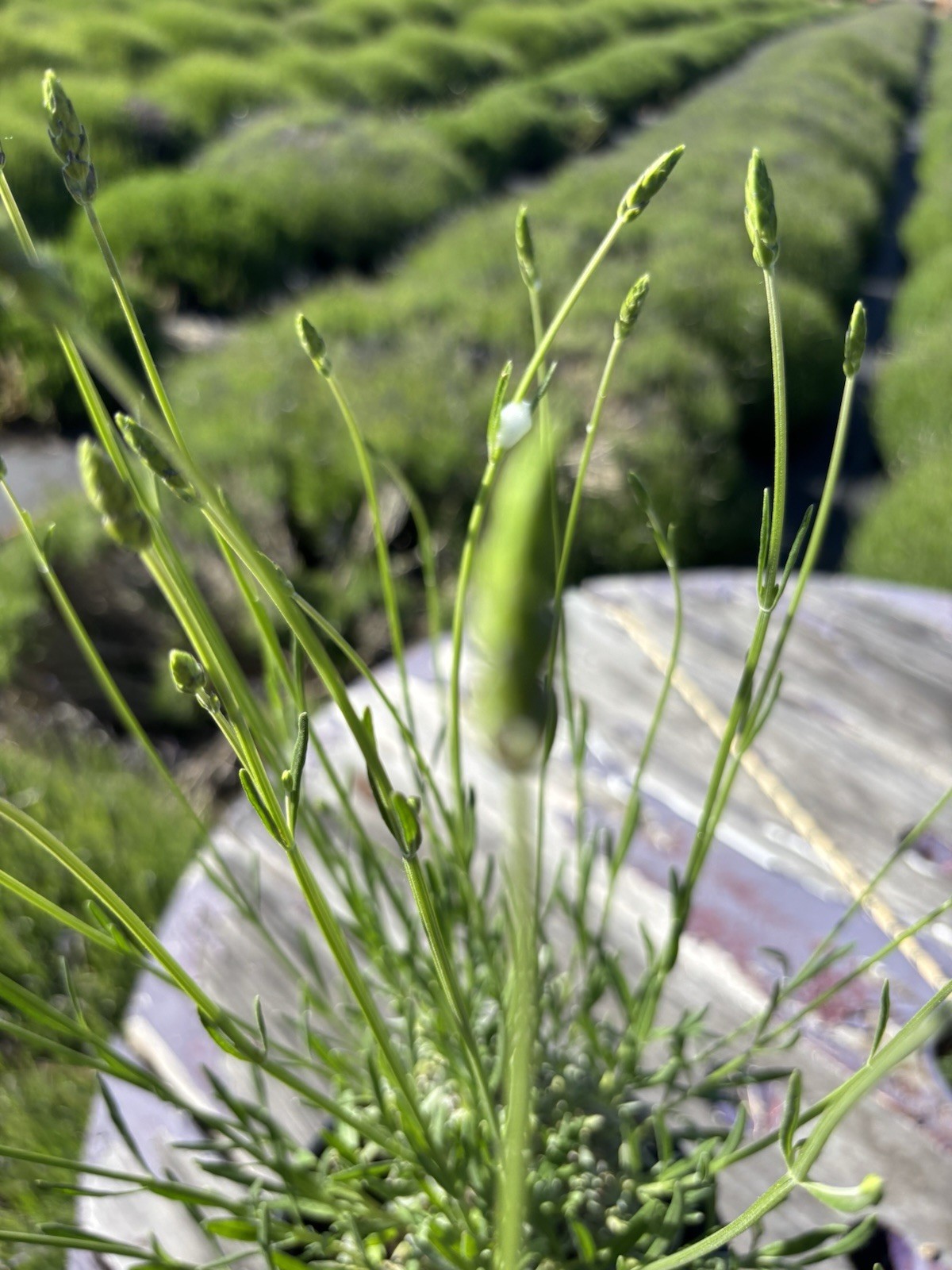 Live Grosso Lavender Plant | 6″ Pot | Farm-Grown Sequim WA | Fragrant French